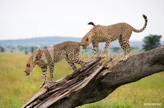 Bild på Two cheetahs on a tree Kenya Tanzania Africa National Park Serengeti Maasai Mara An excellent illustration